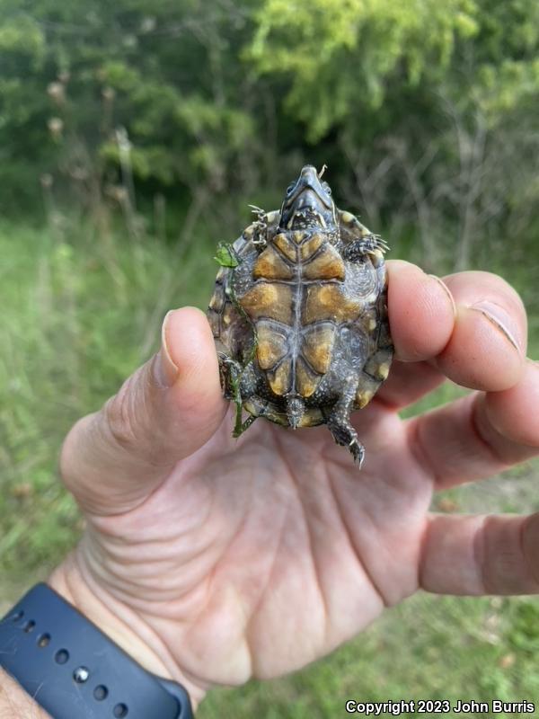 Eastern Musk Turtle (Sternotherus odoratus)