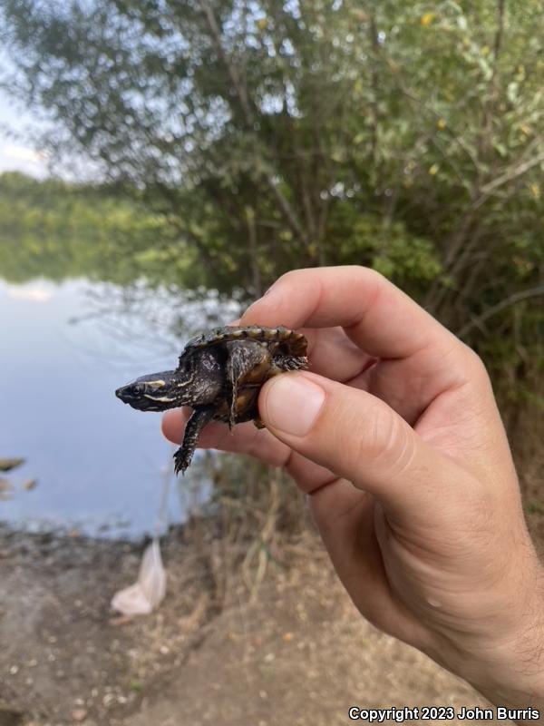 Eastern Musk Turtle (Sternotherus odoratus)