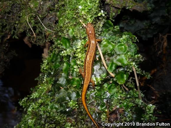 Southern Two-lined Salamander (Eurycea cirrigera)