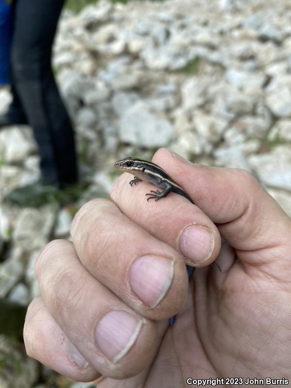 Five-lined Skink (Plestiodon fasciatus)