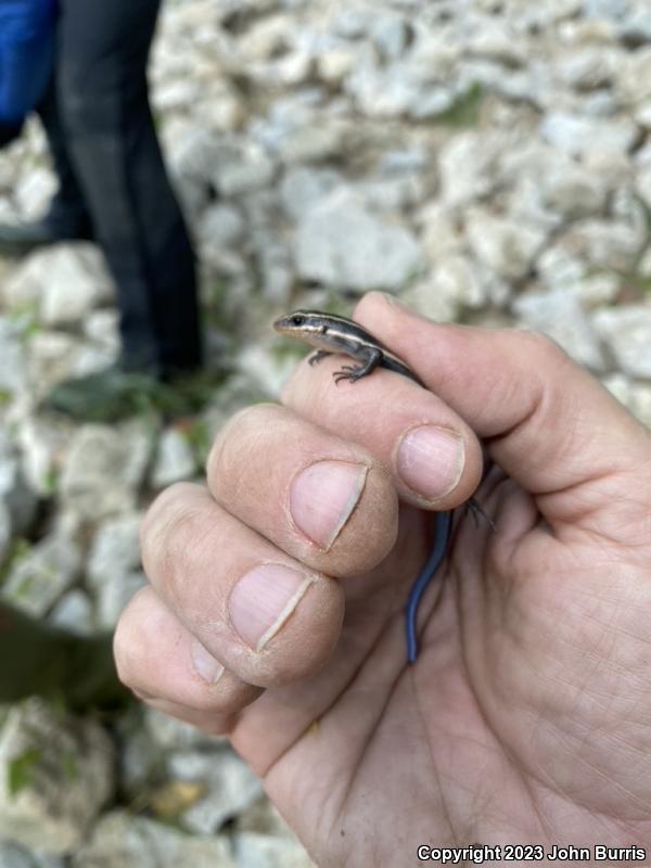 Five-lined Skink (Plestiodon fasciatus)