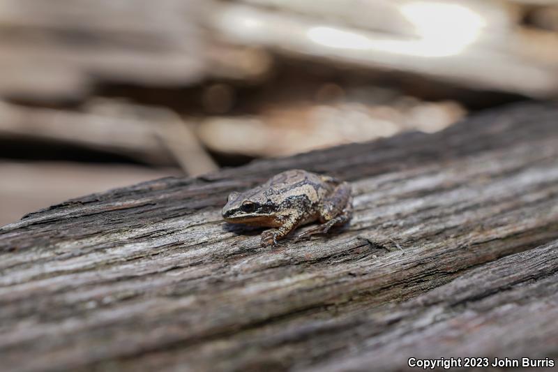 Boreal Chorus Frog (Pseudacris maculata)