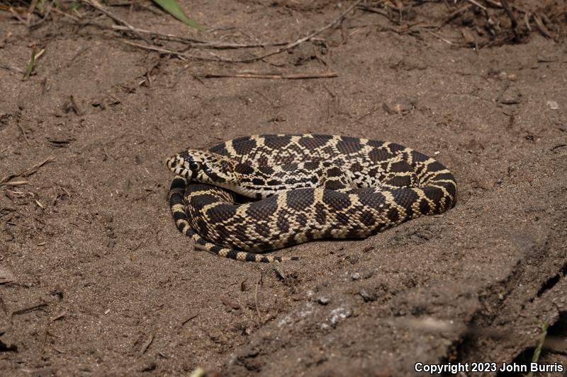 Bullsnake (Pituophis catenifer sayi)