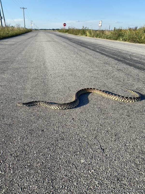 Bullsnake (Pituophis catenifer sayi)