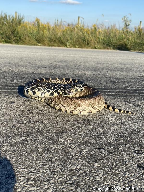 Bullsnake (Pituophis catenifer sayi)