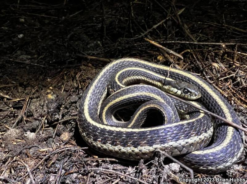 Coast Gartersnake (Thamnophis elegans terrestris)