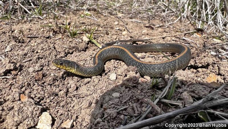 Santa Cruz Gartersnake (Thamnophis atratus atratus)