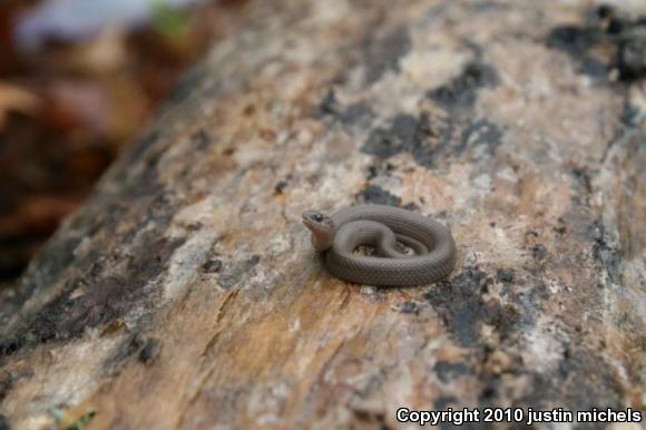 Smooth Earthsnake (Virginia valeriae)