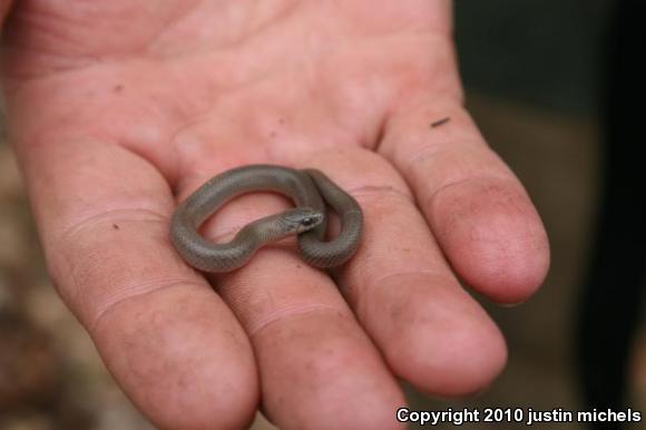 Smooth Earthsnake (Virginia valeriae)