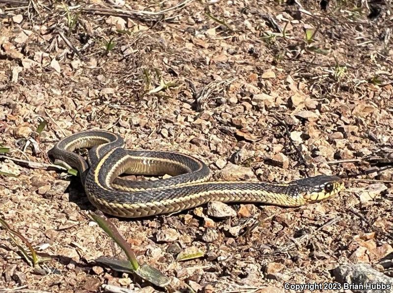 Coast Gartersnake (Thamnophis elegans terrestris)