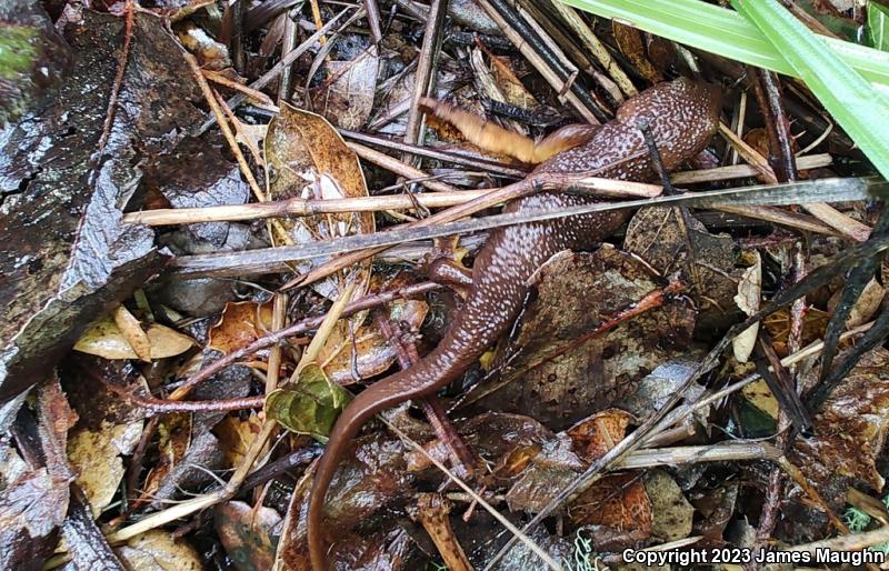 Rough-skinned Newt (Taricha granulosa)