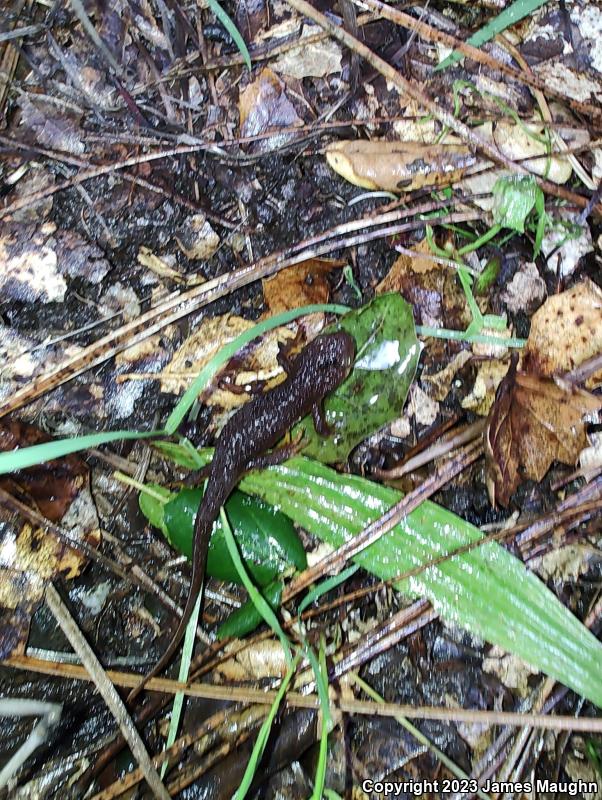 Rough-skinned Newt (Taricha granulosa)