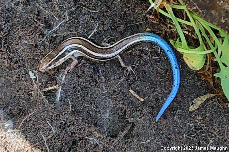 Western Skink (Plestiodon skiltonianus skiltonianus)