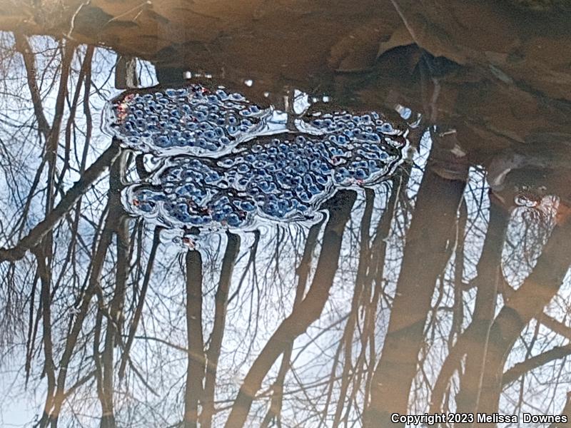 American Bullfrog (Lithobates catesbeianus)