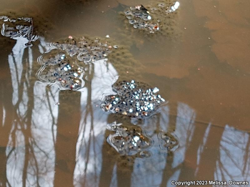 American Bullfrog (Lithobates catesbeianus)