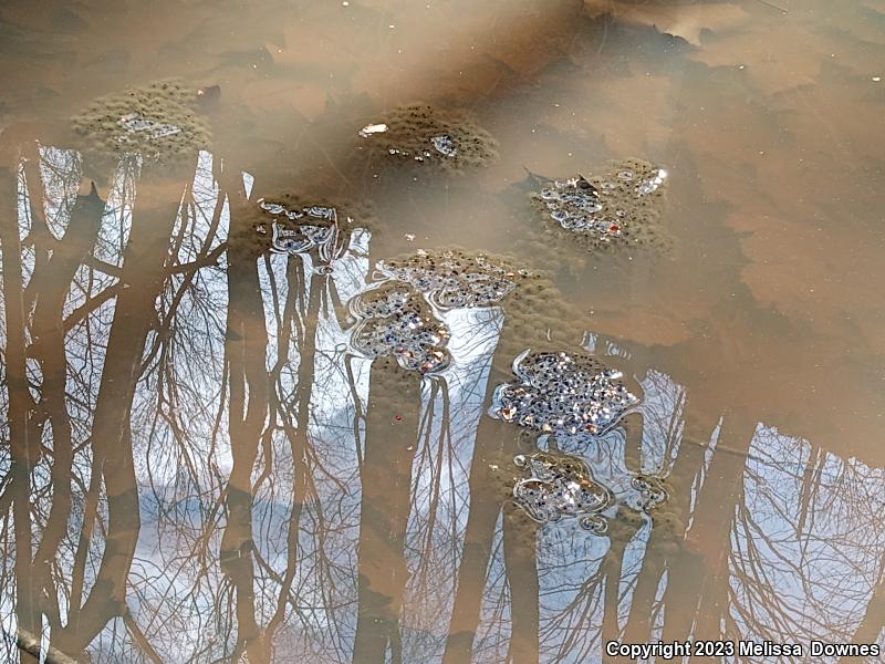 American Bullfrog (Lithobates catesbeianus)