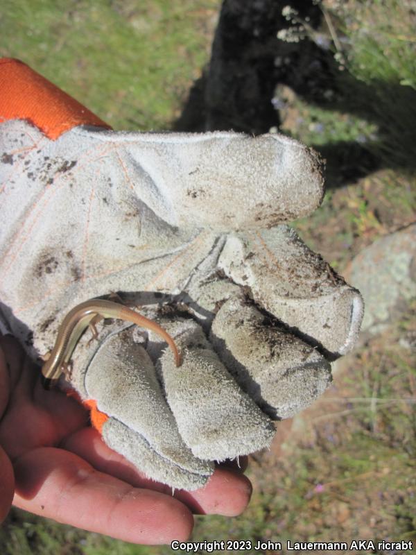 Western Redtail Skink (Plestiodon gilberti rubricaudatus)