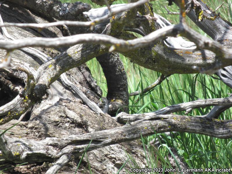 Western Sagebrush Lizard (Sceloporus graciosus gracilis)