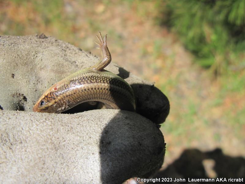 Western Redtail Skink (Plestiodon gilberti rubricaudatus)