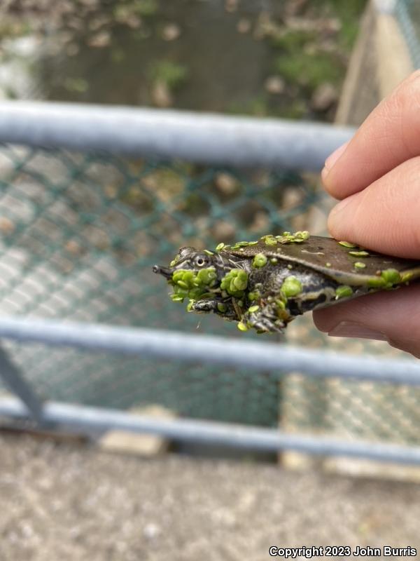 Eastern Spiny Softshell (Apalone spinifera spinifera)