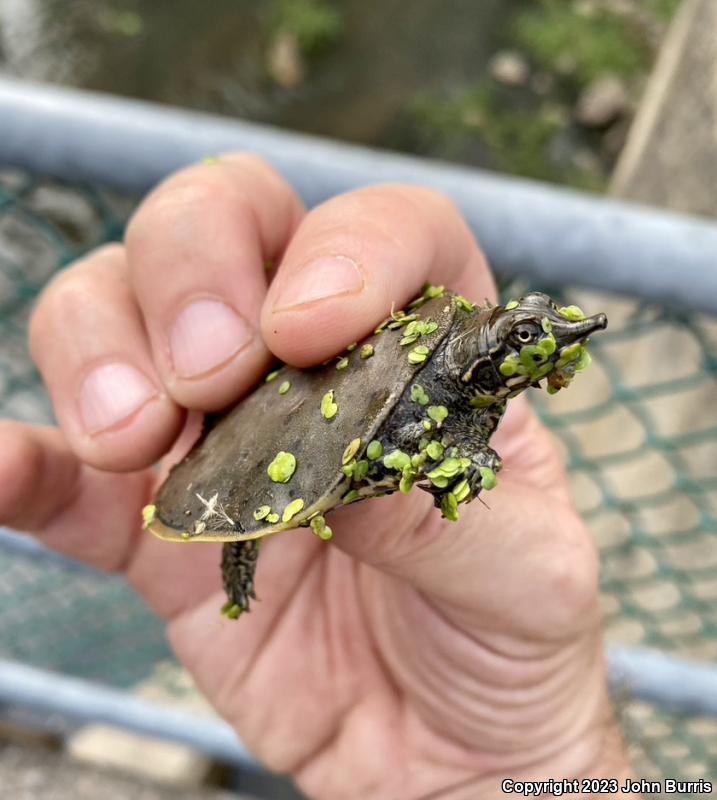 Eastern Spiny Softshell (Apalone spinifera spinifera)