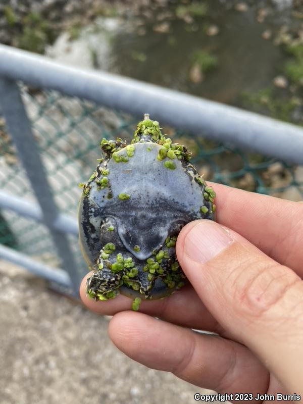 Eastern Spiny Softshell (Apalone spinifera spinifera)