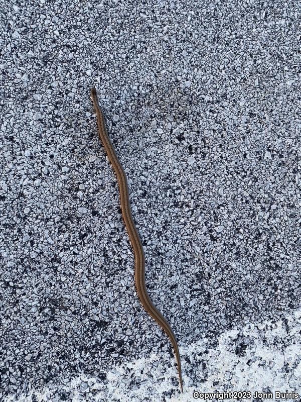 Midland Brownsnake (Storeria dekayi wrightorum)