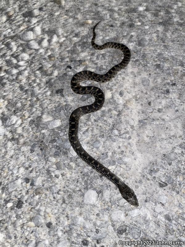 Bullsnake (Pituophis catenifer sayi)