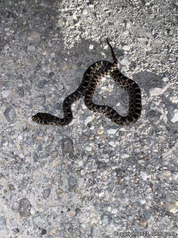 Bullsnake (Pituophis catenifer sayi)