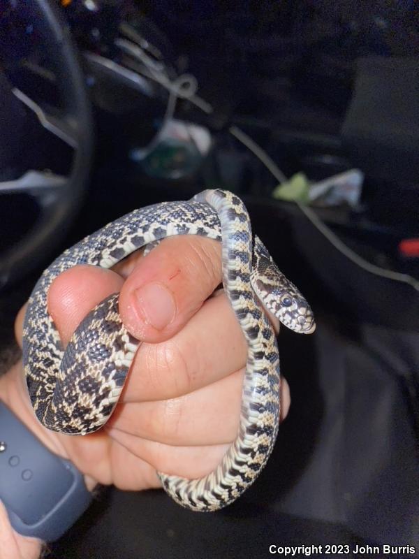 Bullsnake (Pituophis catenifer sayi)