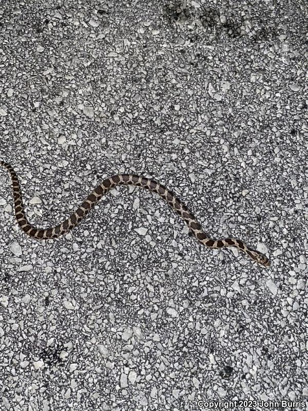 Western Foxsnake (Pantherophis vulpinus)