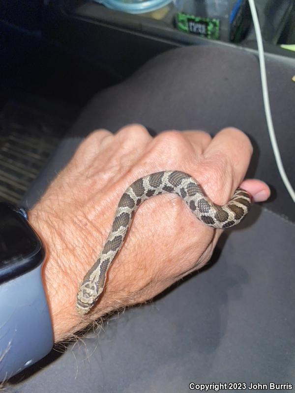 Western Foxsnake (Pantherophis vulpinus)