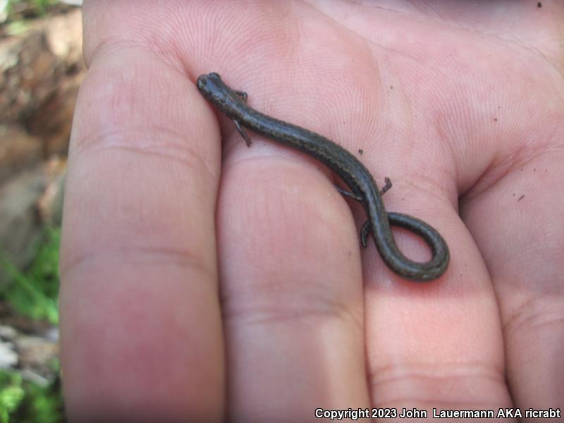 Gregarious Slender Salamander (Batrachoseps gregarius)