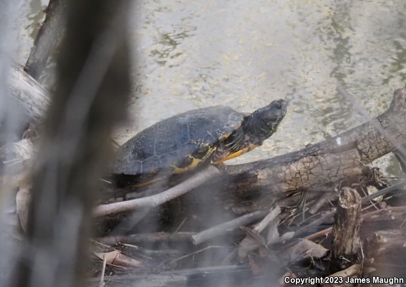 Red-eared Slider (Trachemys scripta elegans)