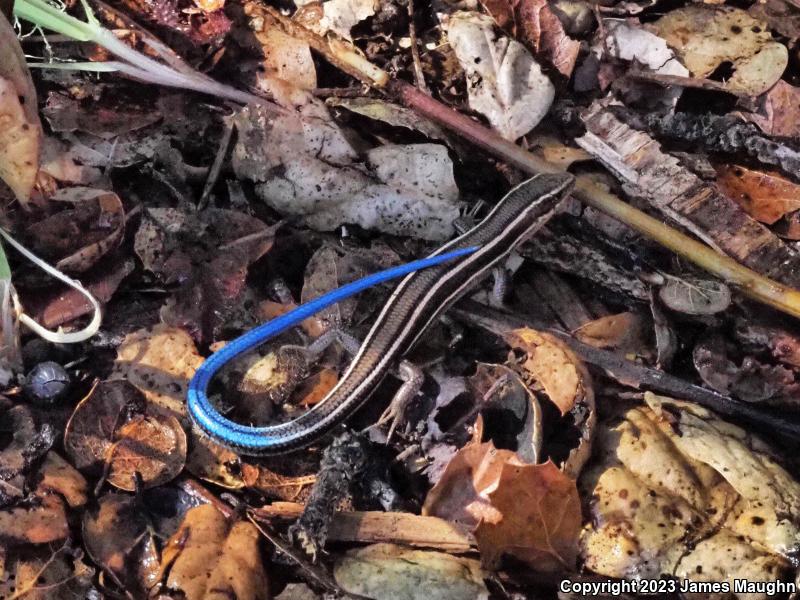 Western Skink (Plestiodon skiltonianus skiltonianus)