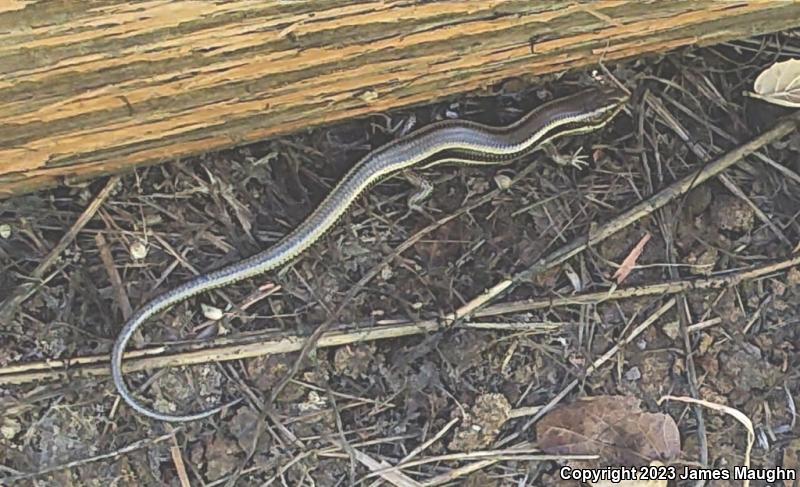 Western Skink (Plestiodon skiltonianus skiltonianus)