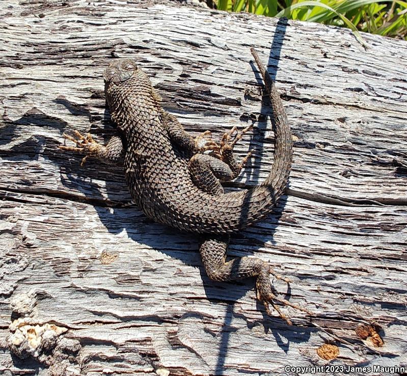 Coast Range Fence Lizard (Sceloporus occidentalis bocourtii)