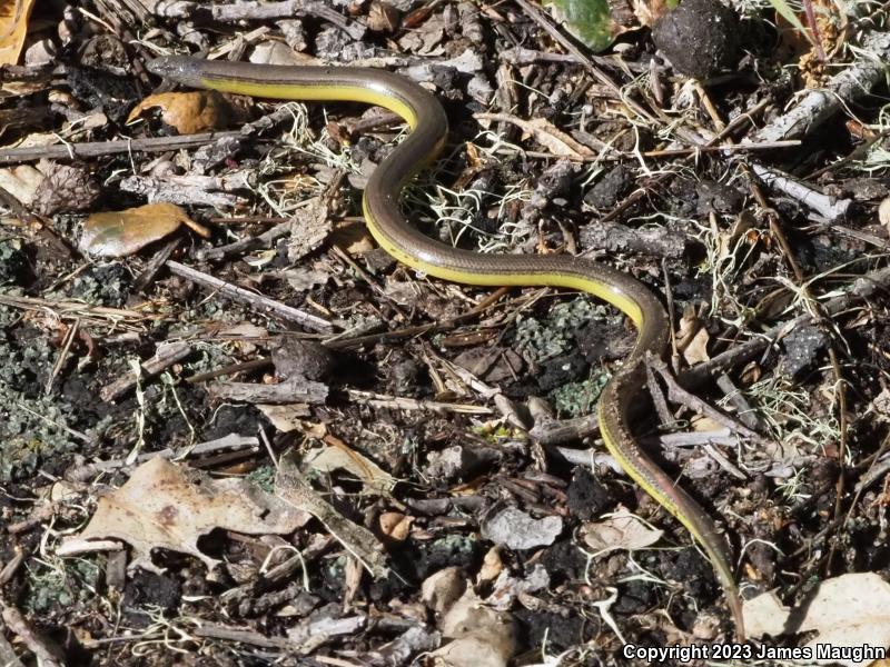 California Legless Lizard (Anniella pulchra)