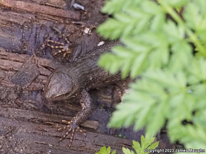 Coast Range Fence Lizard (Sceloporus occidentalis bocourtii)