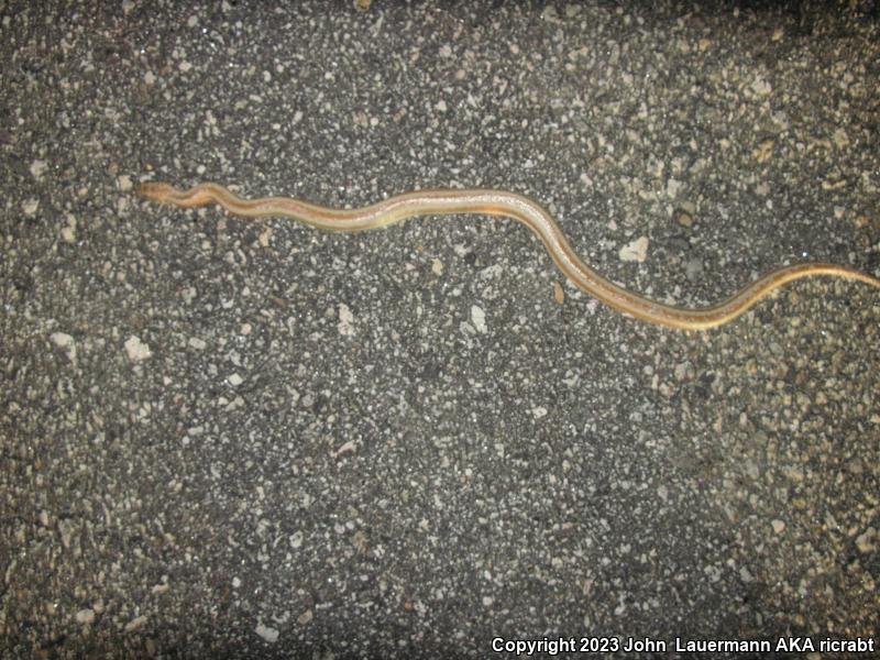 Desert Rosy Boa (Lichanura trivirgata gracia)