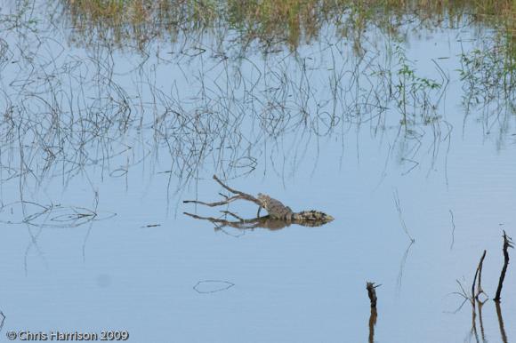 Morelet's Crocodile (Crocodylus moreletii)