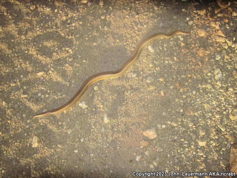 Desert Rosy Boa (Lichanura trivirgata gracia)