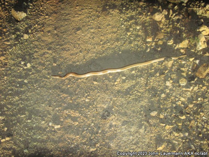 Desert Rosy Boa (Lichanura trivirgata gracia)