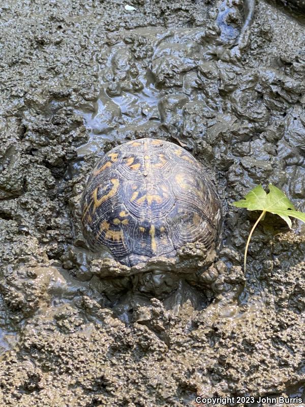 Eastern Box Turtle (Terrapene carolina carolina)