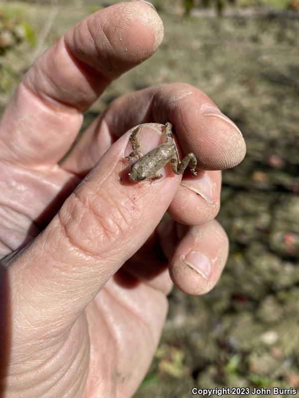 Eastern Cricket Frog (Acris crepitans crepitans)