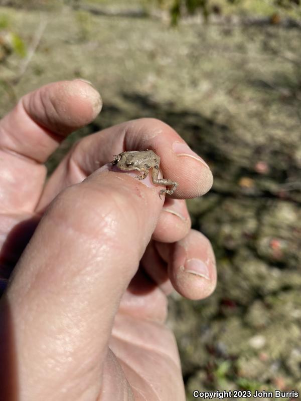 Eastern Cricket Frog (Acris crepitans crepitans)