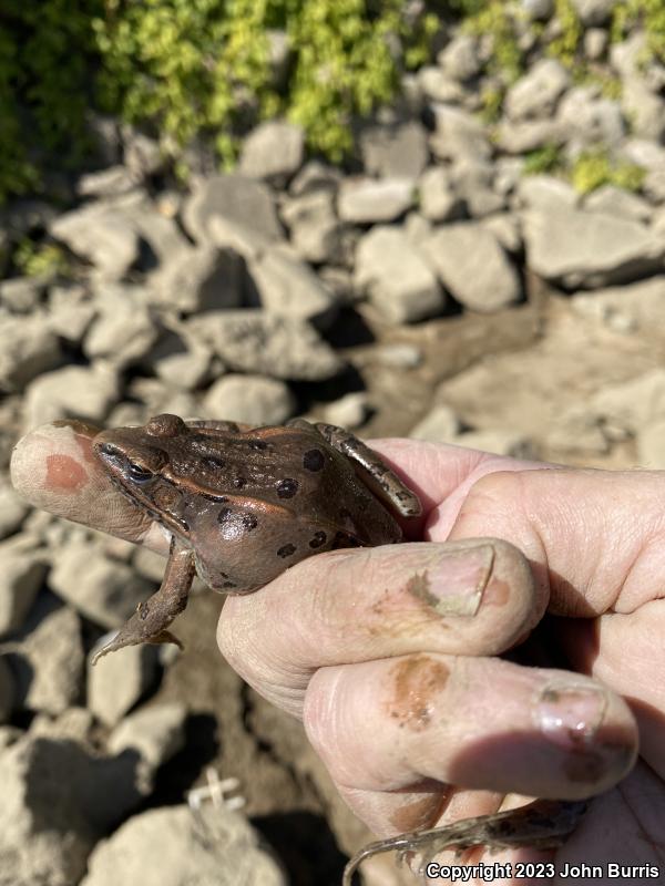 Southern Leopard Frog (Lithobates sphenocephalus utricularius)