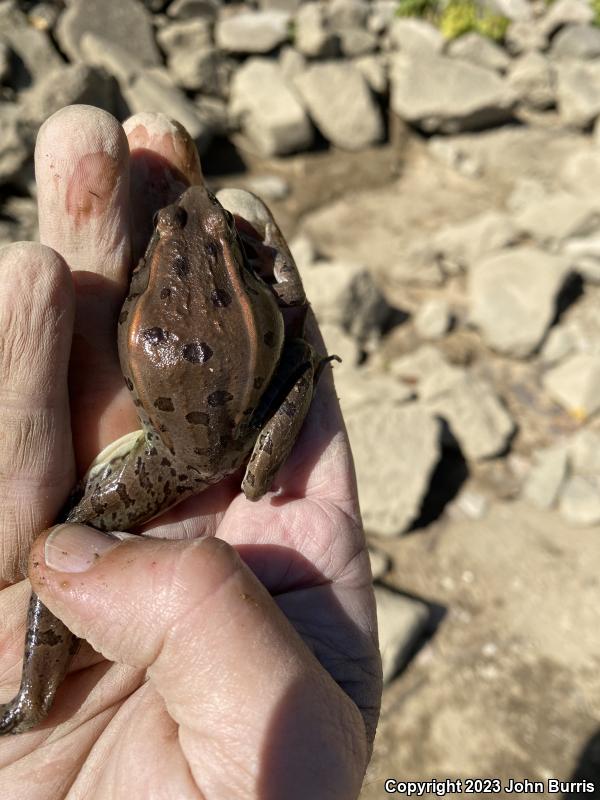 Southern Leopard Frog (Lithobates sphenocephalus utricularius)