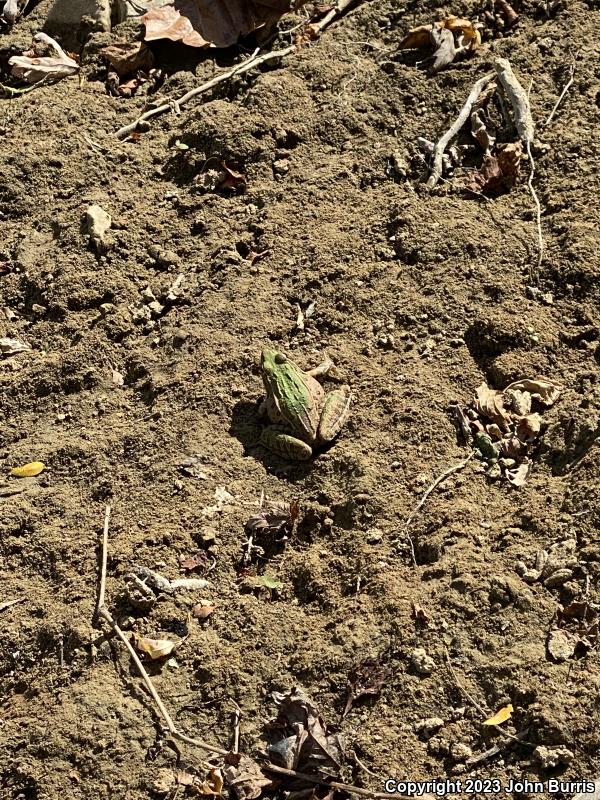 Southern Leopard Frog (Lithobates sphenocephalus utricularius)