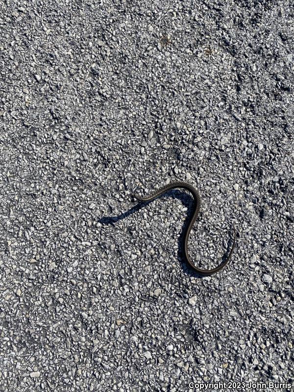 Chicago Gartersnake (Thamnophis sirtalis semifasciatus)